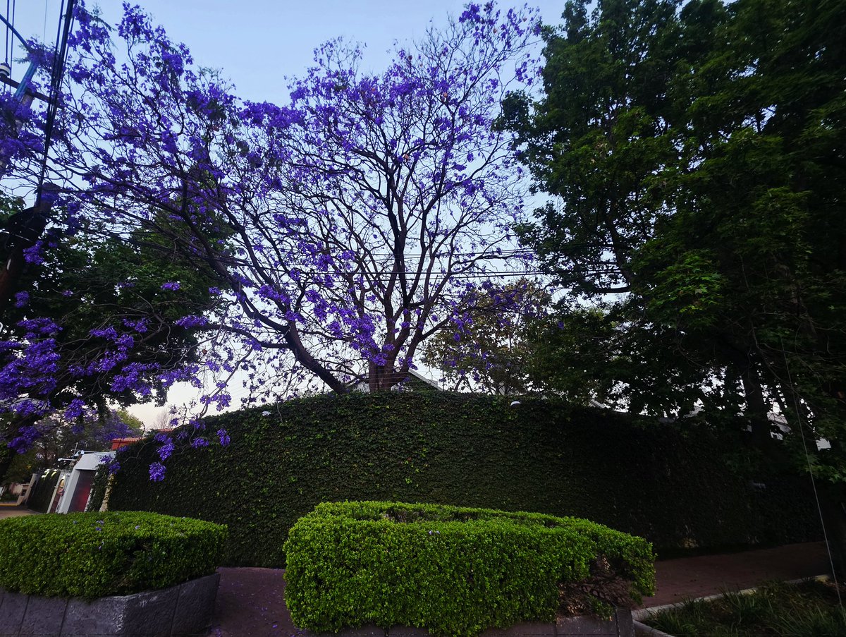IntegraMNT's tweet photo. #jacarandaazteca @RicardoBSalinas @JorgeNikaidoB @MLMSalinas boulevard de los virreyes 268 Lomas de Chapultepec .https://t.co/HzdihF8Lij https://t.co/05N9ZsYBgR