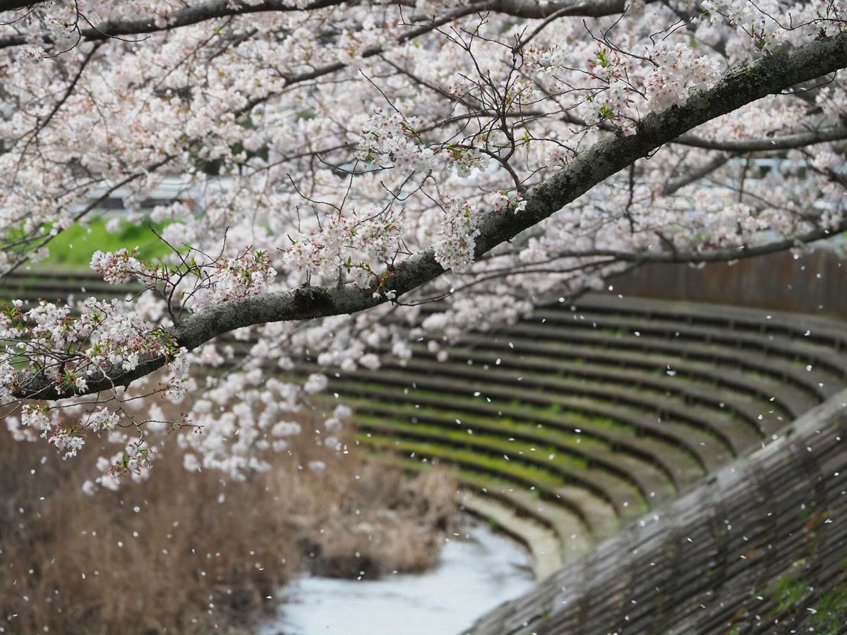MeFZtlraOJHWxcP's tweet photo. ここの桜はちょうど見頃。
強風で花びらが舞い散るのもキレイでした。
#kmix_flower #島田市 #kmix_life #桜 #サクラ #さくら #cherryblossom #cherryblossoms #om #olympus #em1markⅱ #75300mm #1240f28pro https://t.co/xLHtCu1AJc