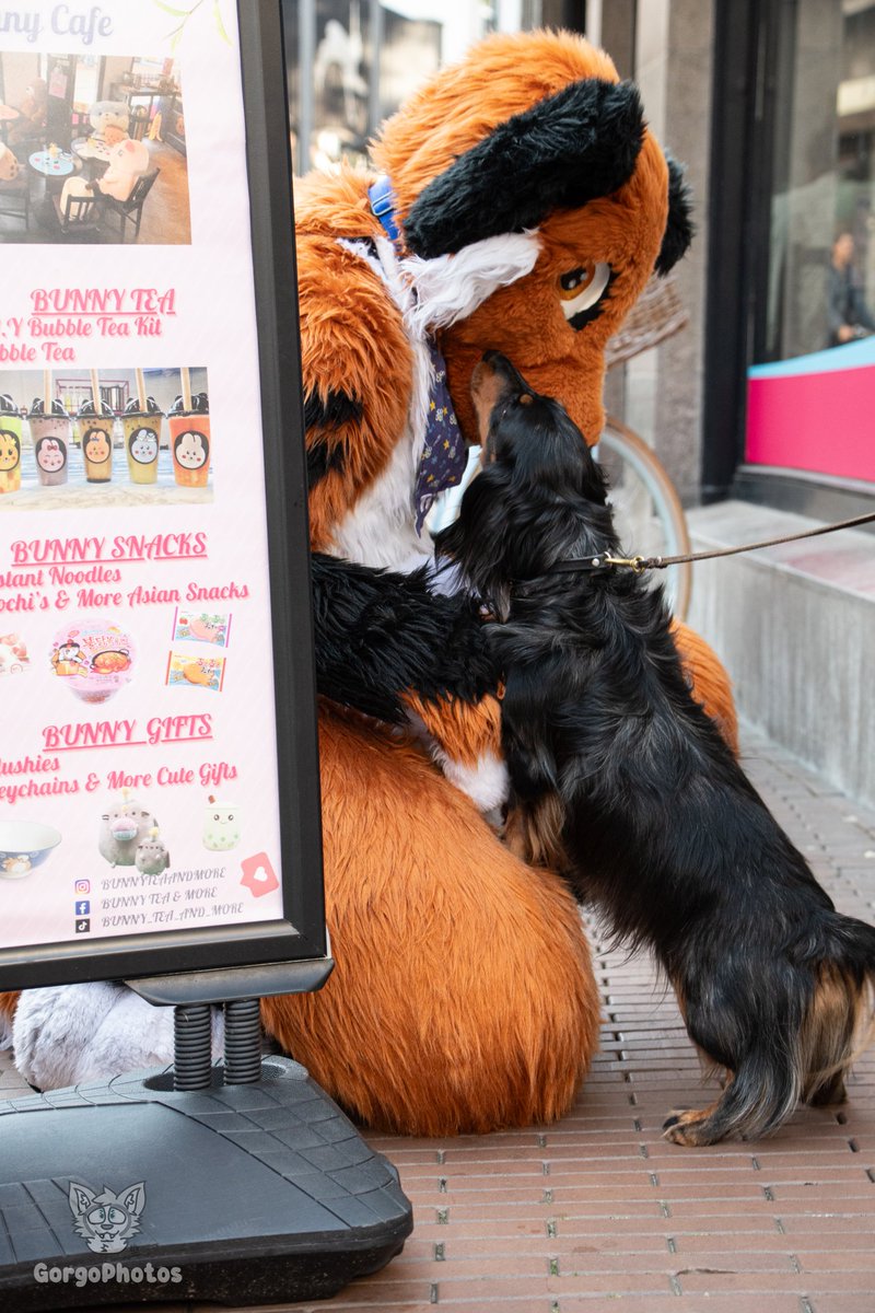Tell me where you hide your snacks. Happy #fursuitfriday

Picture by: @gorgothehusky (instagram)
