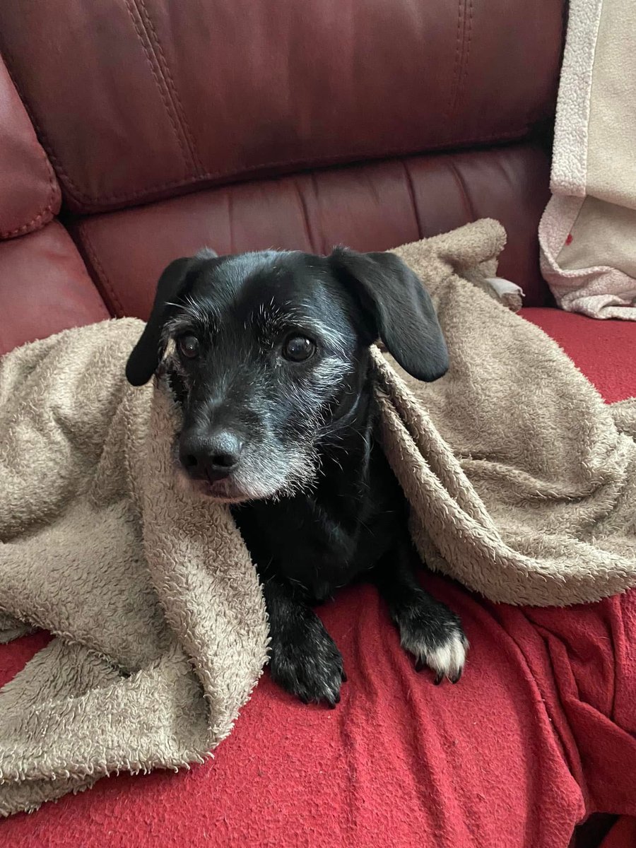 OnxPhenix's tweet photo. It’s been 3 weeks since we lost our little old man 💔 
Oli was the most wonderful little sausage &amp; he’s greatly missed by so many people. Losing him after 10 years has been one of the hardest things we’ve ever dealt with. 
Hold your fur babies close ❤️ https://t.co/JkIGJU4Fy1