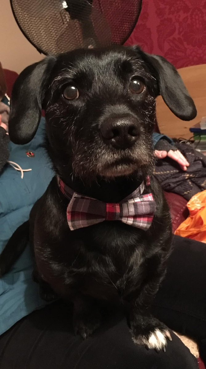 OnxPhenix's tweet photo. It’s been 3 weeks since we lost our little old man 💔 
Oli was the most wonderful little sausage &amp; he’s greatly missed by so many people. Losing him after 10 years has been one of the hardest things we’ve ever dealt with. 
Hold your fur babies close ❤️ https://t.co/JkIGJU4Fy1