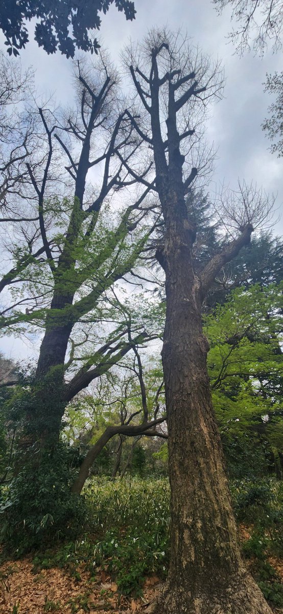 犬乃なゆき🐶🐾 tweet media