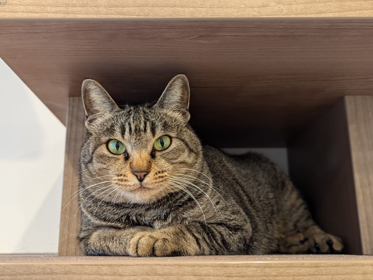 ねこ雀 猫撫 こぜに👛ぶいぱい on X: 