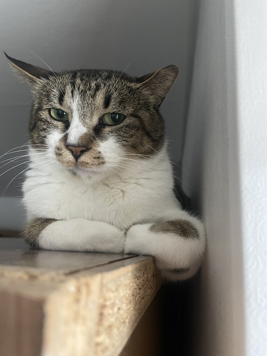 청초한 그레텔의 미모 뿜뿜컷😍
너무너무너무 이쁘죠🤎

#헨젤과그레텔 #제리와테리 #고양이입양홍보 #고양이는사랑입니다 #사지말고_입양하세요 #동반입양