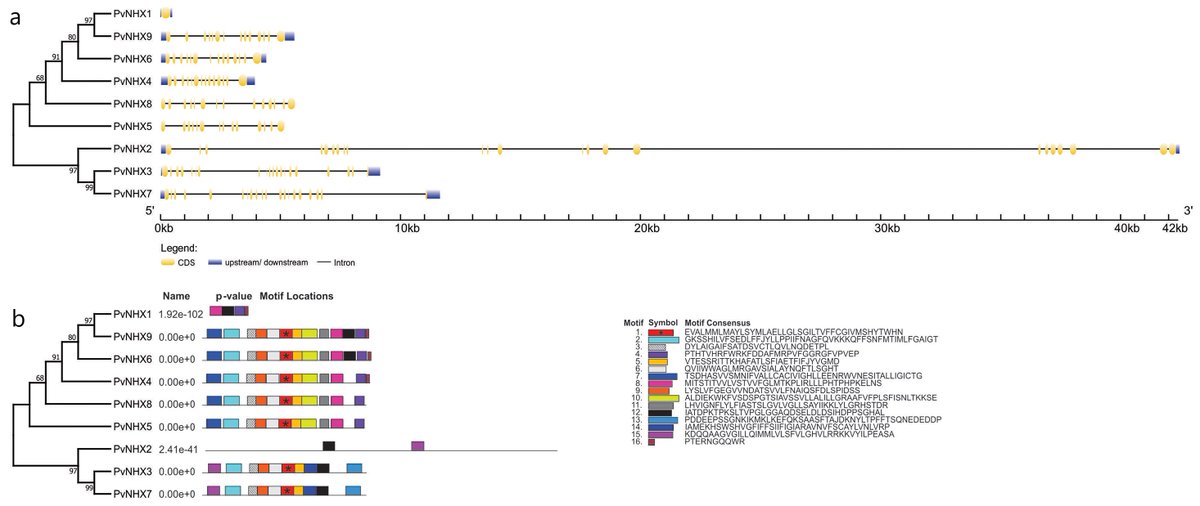 KateLiu08703628's tweet photo. Latest Publication @Scholar_IMR Genome-wide Identification, Characterization, and Expression Analysis of NHX Genes in Phaseolus vulgaris L. under Salt Stress: An In Silico Approach https://t.co/8h5zM2JbRb
๐ฅณDr. Hรผlse de Souza et al
#NHX #genetics #saltstress #crops #agronomy https://t.co/XhZwsUAhOs