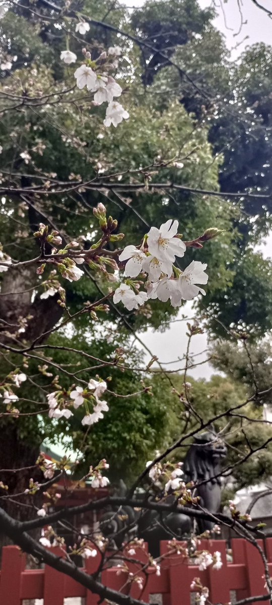 senbokuSC's tweet photo. 今週に入って急に暖かくなり、近くの桜も突然咲き始めました。先週は、まだ堅い蕾だったように思うのですが。

この季節に細かくけむるように降る雨を「春雨」というそうです（食べられません、笑）

春雨に霞む一分咲の桜に、春の訪れを感じます。 https://t.co/A6hg91pnxQ
