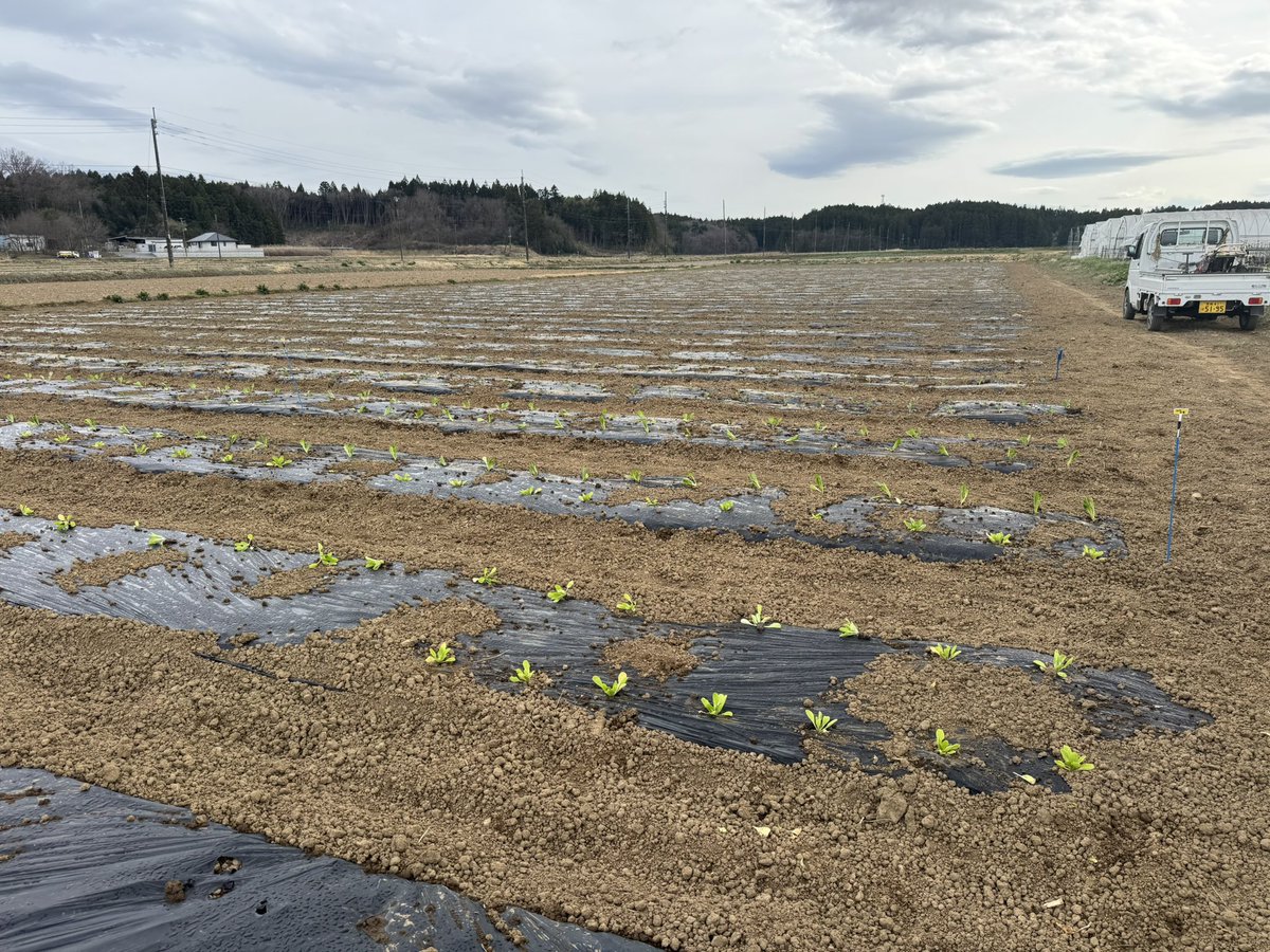 831Fmike's tweet photo. 中断してたブロッコリー🥦等の定植作業終了！ https://t.co/HwAVMWfaV2