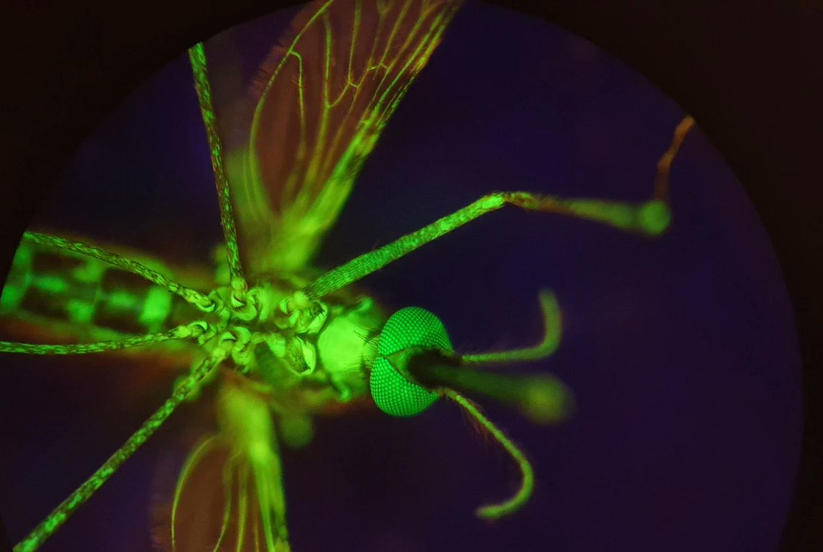 NanoApps Medical Inc - Curated by Amanda Scott (@nanoappsm) on Twitter photo New Drug Turns Human Blood Into Mosquito-Killing Weapon
nanoappsmedical.com/new-drug-turns…
c.c.
<a href="/tantriclens/">Amanda Scott</a>
<a href="/HeinzVHoenen/">Heinz V. Hoenen 🌻</a>
<a href="/cellrepair777/">Frank Boehm🌻</a> New Drug Turns Human Blood Into Mosquito-Killing Weapon
nanoappsmedical.com/new-drug-turns…
c.c.
<a href="/tantriclens/">Amanda Scott</a>
<a href="/HeinzVHoenen/">Heinz V. Hoenen 🌻</a>
<a href="/cellrepair777/">Frank Boehm🌻</a>
