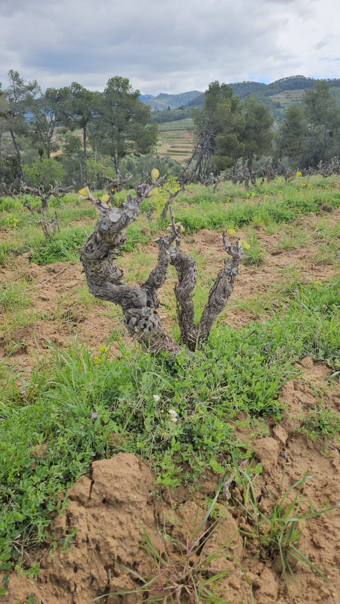 Acústic Celler tweet media