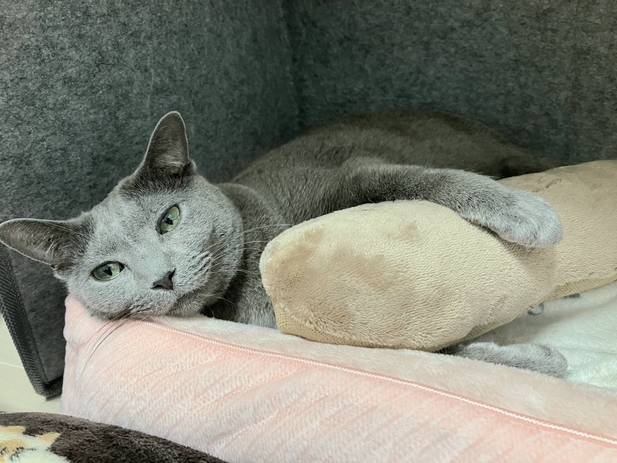 nekomocafe2's tweet photo. ククちゃんも元気にしています🙂
お昼間はのーんびり日向ぼっこしたり、お昼寝したりして過ごし、夜はご家族さんとおもちゃでゆるーく遊んだりしているそうです🌸
お布団で一緒に寝るのが幸せな時間だそうですよ😺 https://t.co/nH2Duv0otJ