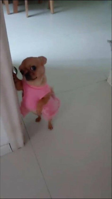 out of context dogs (@contextdogs) on Twitter photo 