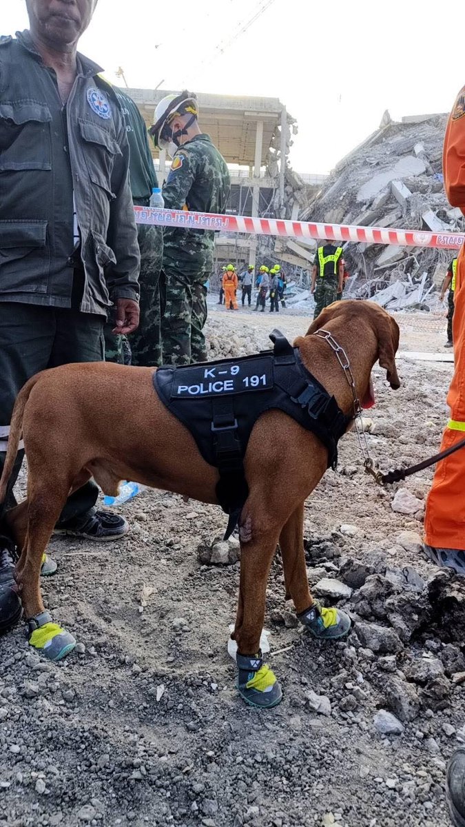 🪖🦮 เจ้าหน้าที่ทหารนำสุนัข K9 เข้าพื้นที่ ซากอาคาร สำนักงาน สตง.แห่งใหม่ถล่ม เพื่อเร่งค้นหาผู้สูญหาย ✌🏻💚
#แผ่นดินไหว #ตึกถล่ม #สุนัขK9
#กองทัพบก #ทหาร