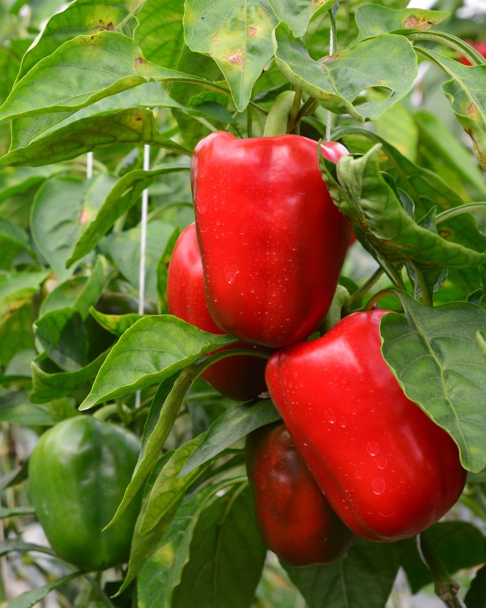 BASF_AgroES's tweet image. Un nuevo #virus transmitido por la #mosca blanca afecta al cultivo del #pimiento en Almería 🫑🪰 Se trata del PeWBVYV, un virus emergente en Europa cuyos síntomas son:

🔸Amarilleamiento intervenal de las hojas
🔸Enrollamiento de las hojas hacia el haz
🔸Entrenudos cortos