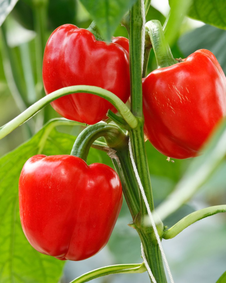 BASF_AgroES's tweet image. Un nuevo #virus transmitido por la #mosca blanca afecta al cultivo del #pimiento en Almería 🫑🪰 Se trata del PeWBVYV, un virus emergente en Europa cuyos síntomas son:

🔸Amarilleamiento intervenal de las hojas
🔸Enrollamiento de las hojas hacia el haz
🔸Entrenudos cortos