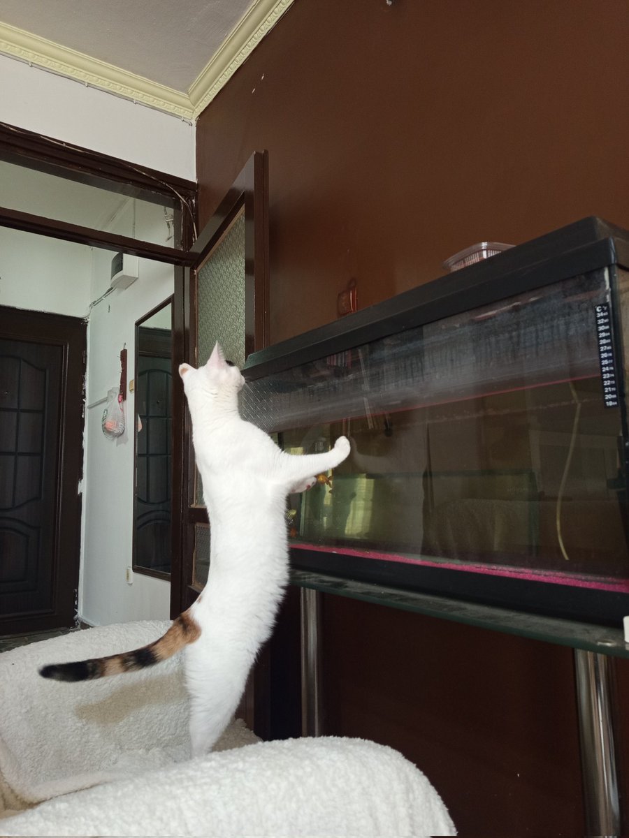 Aninemin banıknarını nası yisem ki