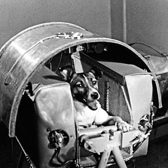 Rt plz. The world cheered for their daughter's return, but did anyone remember her—Laika? Sent to the stars, never to return. She trusted, she felt, yet was forsaken. In humanity's race for glory, she paid the price. A silent soul lost in space
<a href="/Astro_Suni/">Sunita Williams</a> <a href="/NASA/">NASA</a>