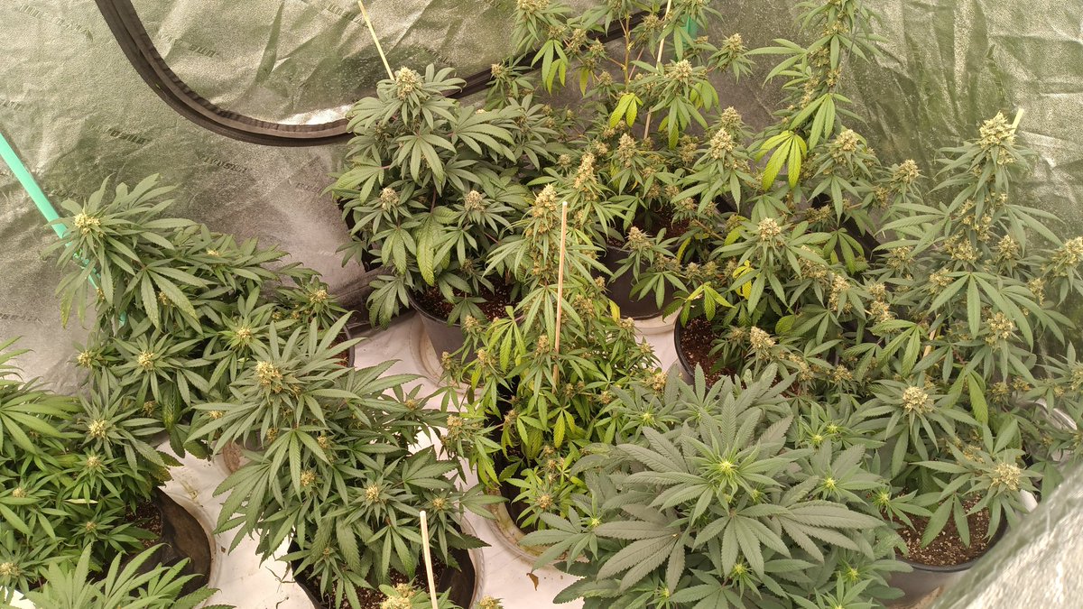 OGxPhatty's tweet photo. Deep fried Mac and 4-way Mom's by @Genetics101va and my White widow cross from seed in veg. Latest runs. https://t.co/opbLVj6jU4