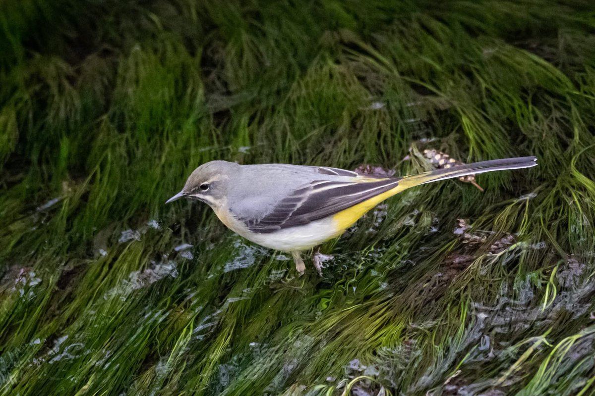 Nothing unusual but very pretty. Grey Wagtail (female) on Tramore river, Cork City, yesterday.