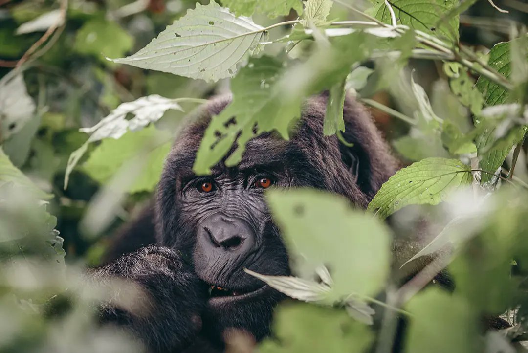 Greenway256's tweet photo. Mgahinga Gorilla National Park
About a century ago, there was a conflict between the Batwa Pygmies and the Buntu. The Buntu tried to drive the Batwa out of their land. 
https://t.co/clnD7eX5Ks
#Volcano#plants #wildlife #BatwaCulturalTrail #WaterSports #LakeMutanda #LakeMulehe https://t.co/Joowz4fKSM