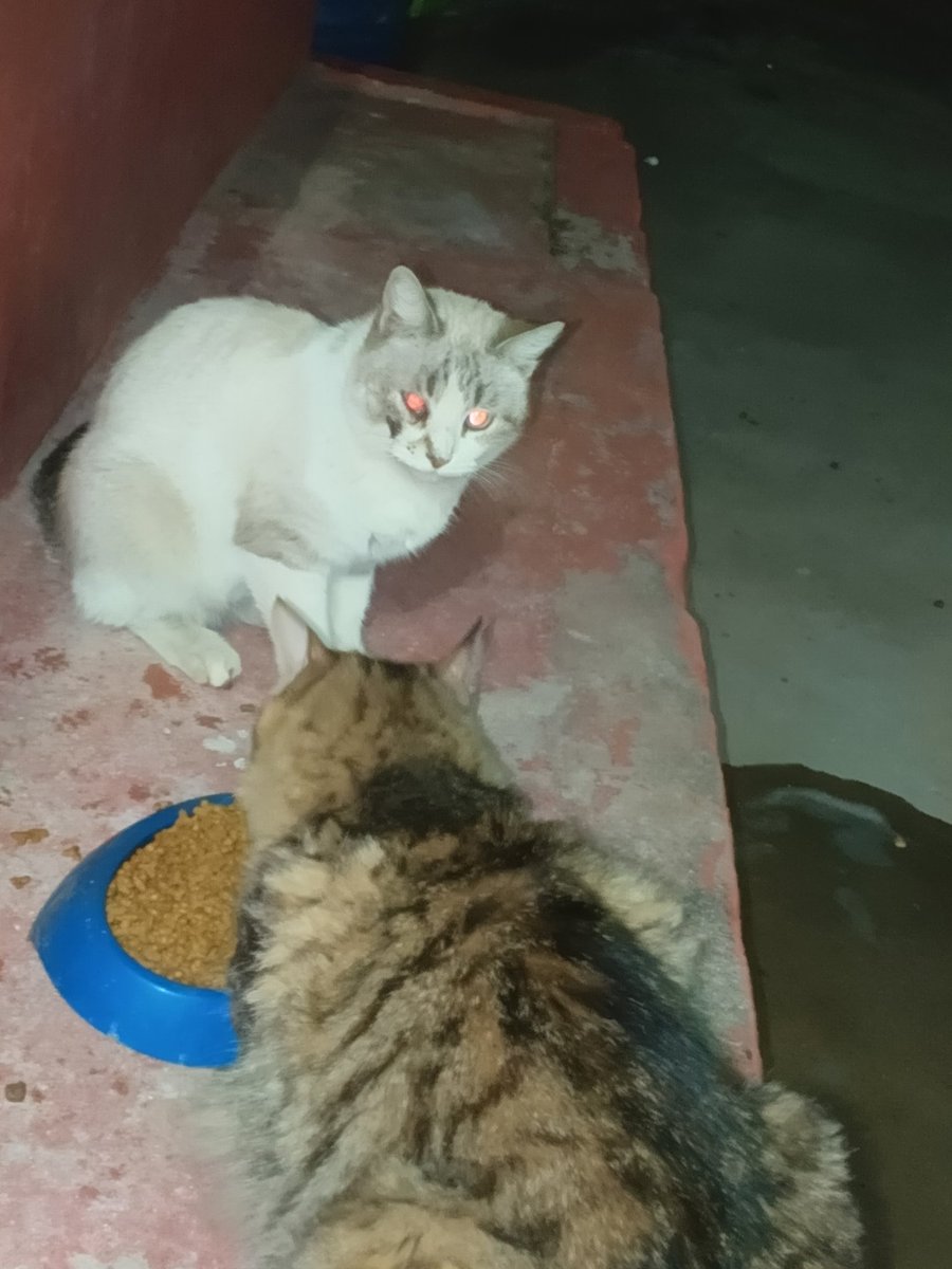 Silver Moon Purradise tweet media