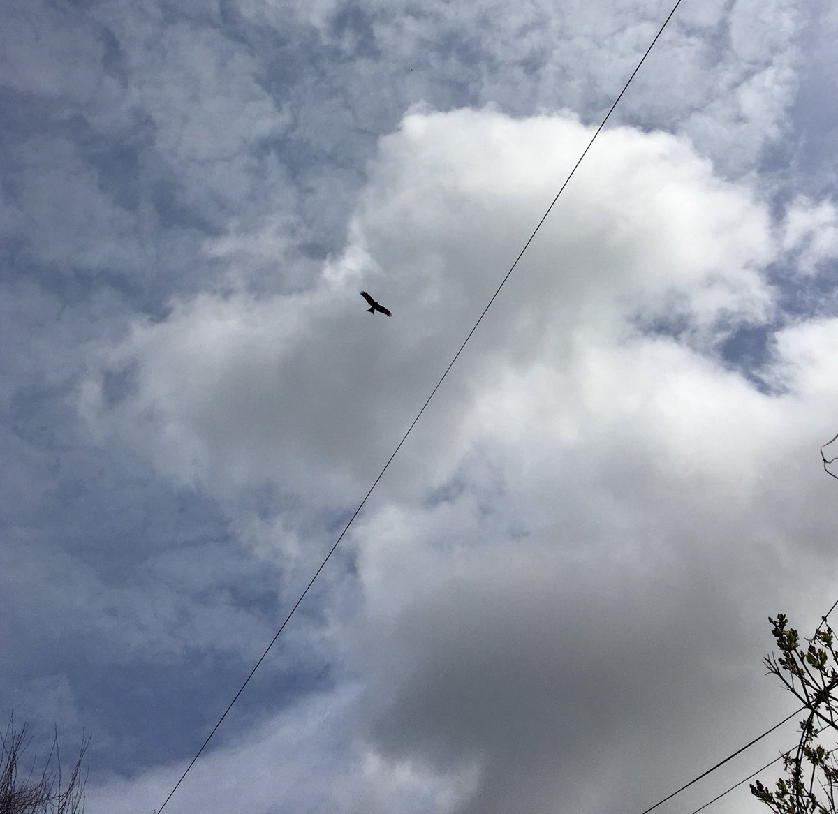 Red kites are becoming common over AW. This one has found a Snoopy cloud
