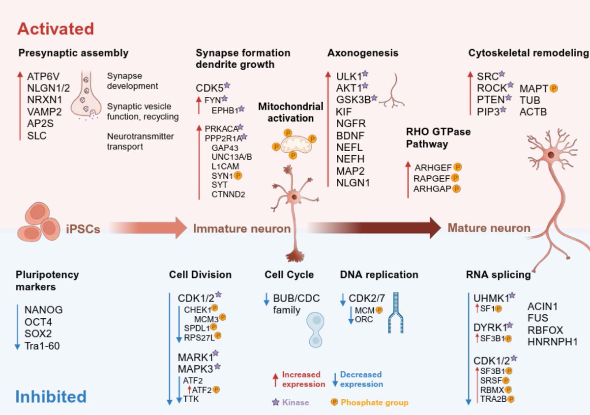 ReSyn_Bio's tweet image. 🚨Preprint alert📢! @NIH_NINDS have established a baseline database of neuronal cell differentiation, a potentially valuable tool for ongoing research in #neuronaldevelopment and #neurodegenerativedisease! #Ti_IMAC #Zr_IMAC #HappyFriday from #TeamReSynBio biorxiv.org/content/10.110…