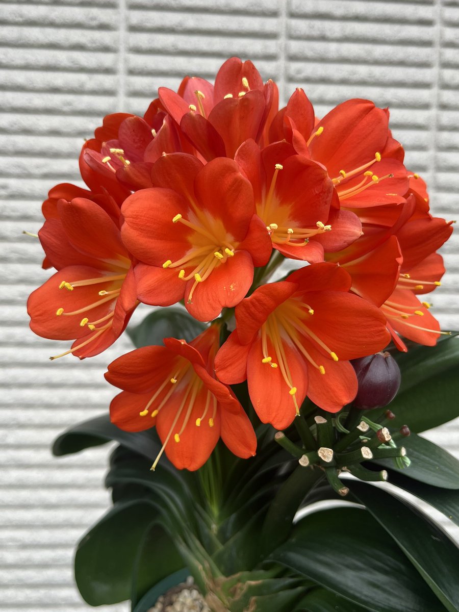 Tetsuya_fuku's tweet image. 2021年1月に購入したクンシラン。4枚目の画像。
4年経過して株も大きくなり見応えある花房になりました。
#クンシラン
#clivia