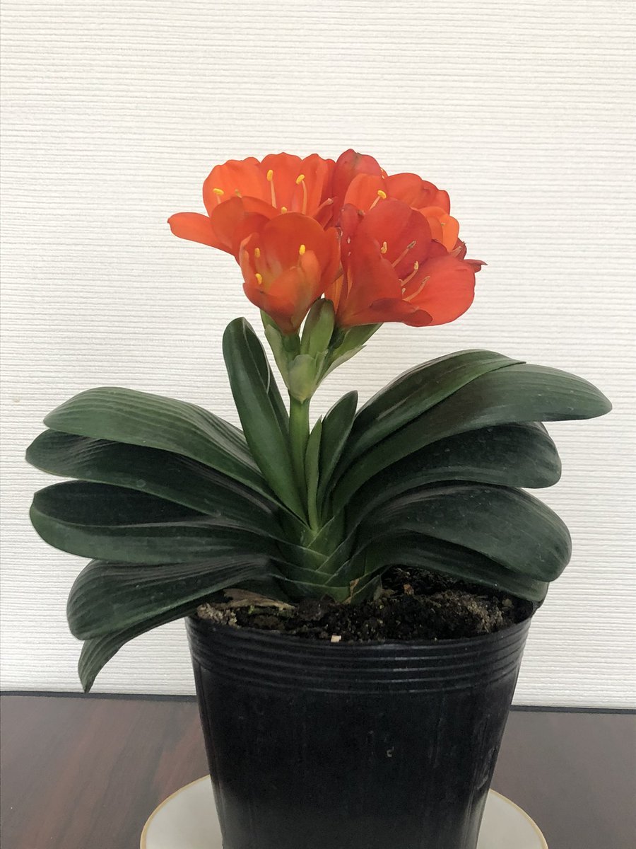 Tetsuya_fuku's tweet image. 2021年1月に購入したクンシラン。4枚目の画像。
4年経過して株も大きくなり見応えある花房になりました。
#クンシラン
#clivia