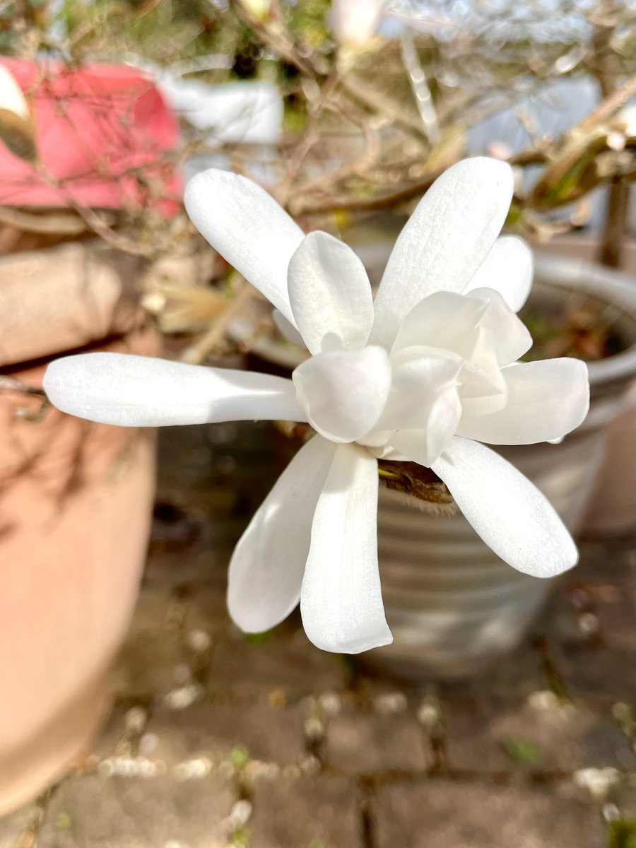 Stifyn1's tweet photo. Pure and simple #blodyn #pureandsimple #garden #naturephotography #weekend #friday #spring #march https://t.co/7EYVnaZJEo