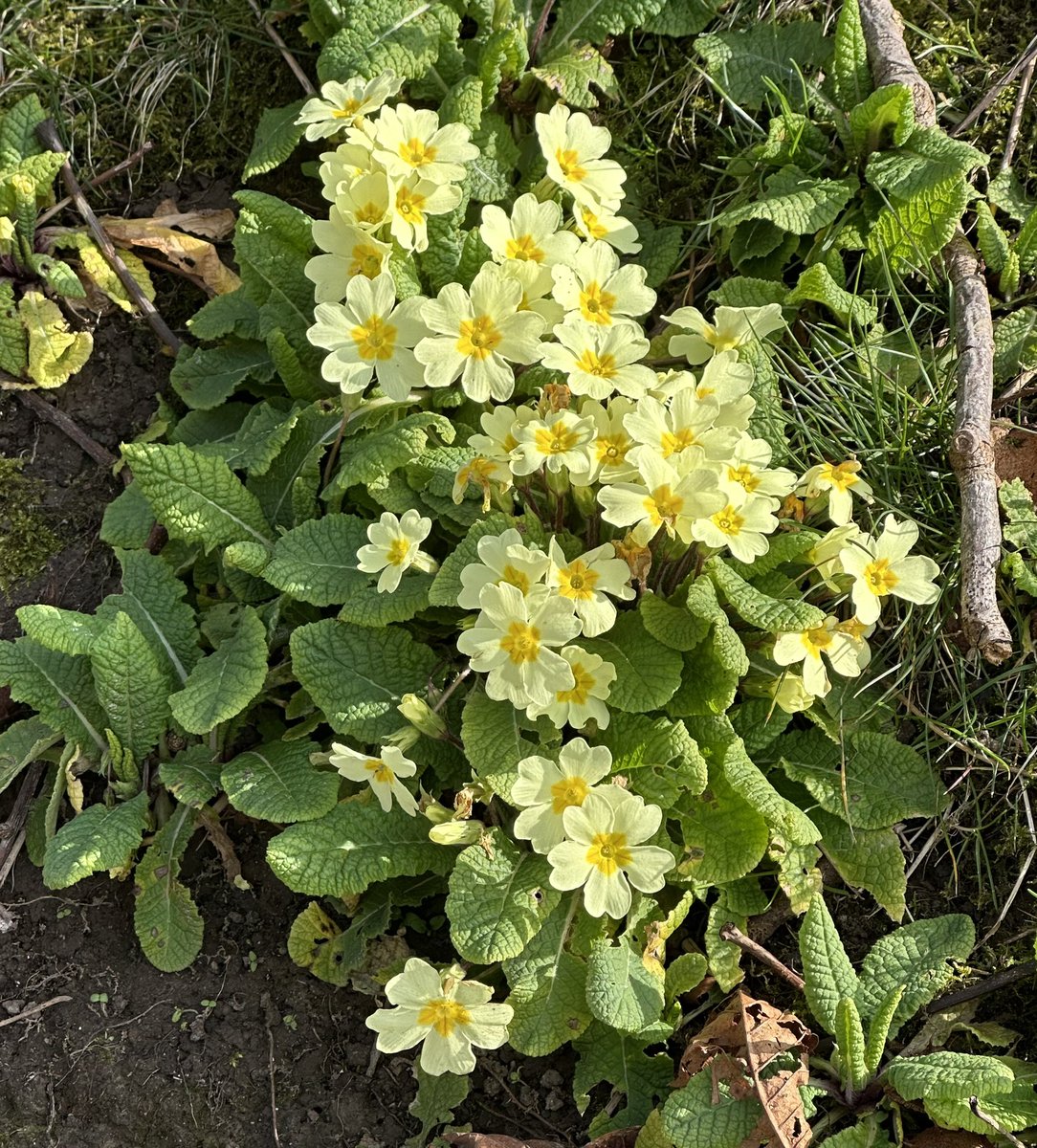 HelenIbbott's tweet image. ..
📱🎞️💧☀️🌼🌸🥾

Spring is here! 

Sunshine, crystal clear chalk streams, blue skies, primrose and Lenten rose.

#VillageLife 🫶🏼
#SpringIsHere 🪴