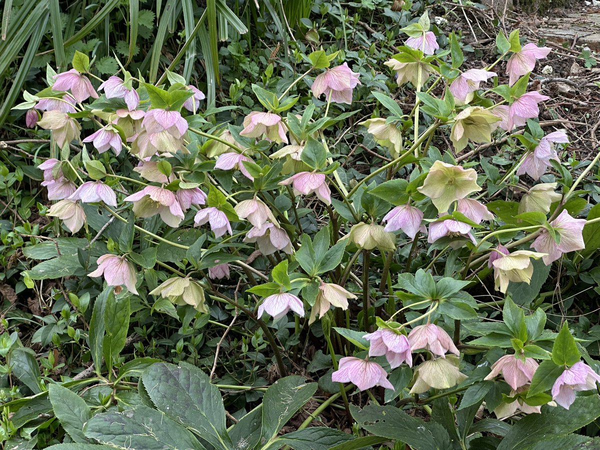 HelenIbbott's tweet image. ..
📱🎞️💧☀️🌼🌸🥾

Spring is here! 

Sunshine, crystal clear chalk streams, blue skies, primrose and Lenten rose.

#VillageLife 🫶🏼
#SpringIsHere 🪴