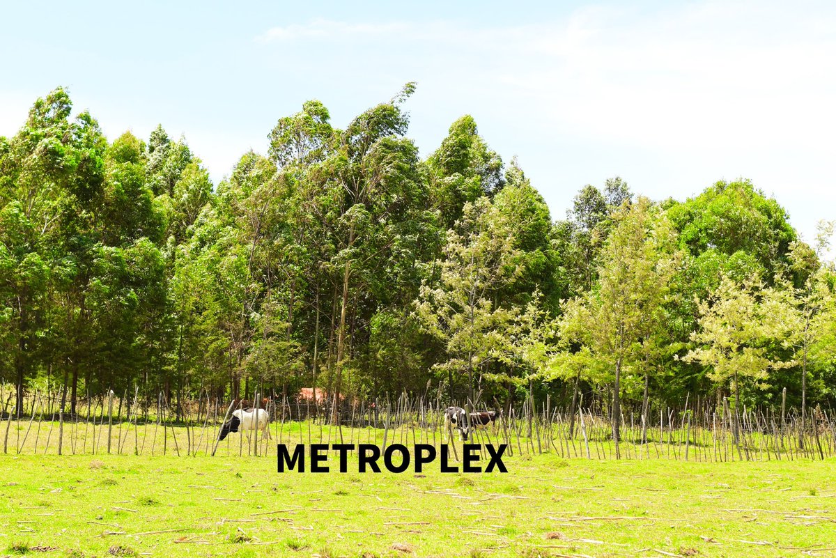 MetroplexPrope1's tweet photo. 𝟯.𝟱 𝗔𝗖𝗥𝗘𝗦 𝗣𝗥𝗜𝗠𝗘 𝗔𝗥𝗔𝗕𝗟𝗘 𝗔𝗚𝗥𝗜𝗖𝗨𝗟𝗧𝗨𝗥𝗔𝗟/𝗥𝗘𝗦𝗜𝗗𝗘𝗡𝗧𝗜𝗔𝗟 𝗟𝗔𝗡𝗗 𝗙𝗢𝗥 𝗦𝗔𝗟𝗘 𝗜𝗡 𝗖𝗛𝗘𝗣𝗦𝗘𝗢𝗡,𝗞𝗘𝗥𝗜𝗖𝗛𝗢
It is located approximately 1km from Chepseon town
Has a Ready Title Deed
Selling at 9.5m,slightly negotiable
Call 0704123768 https://t.co/sP2xAPk1e2