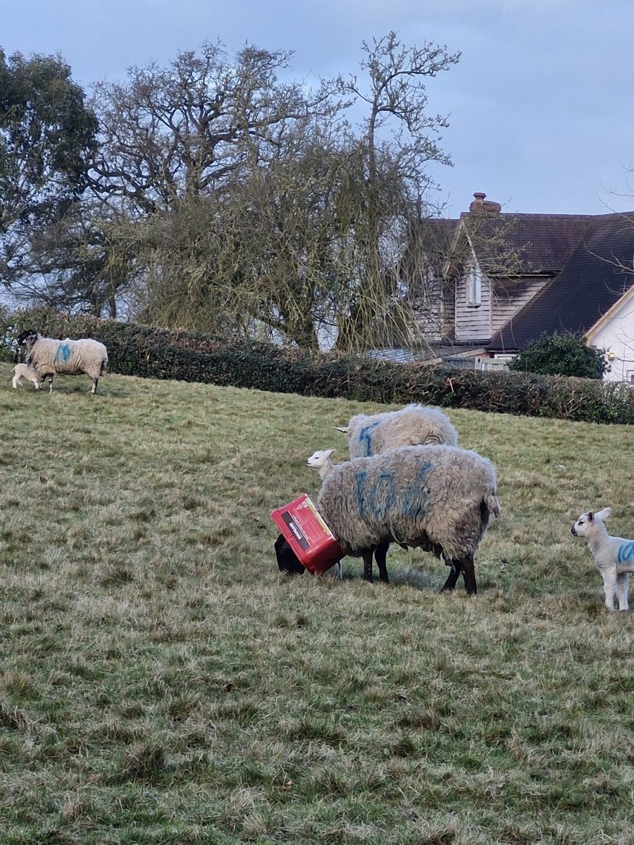 DIY farming vet at work #sheep #farming #shropshire what do you reckon?