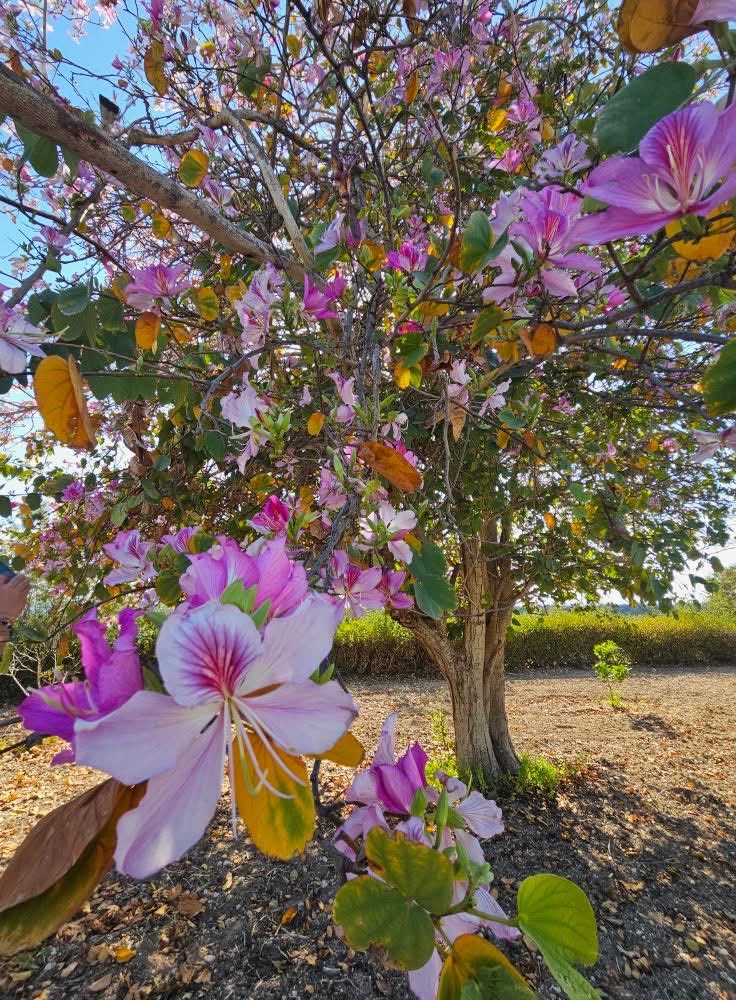 MargaritaD_9504's tweet photo. Good morning peeps!☕️Wishing you all a happy day &amp; a weekend full of joy, relaxation, rejuvenation &amp; all the things you love the most. Enjoy every moment.🥰🌺🌸 https://t.co/JTKtGCwYVz