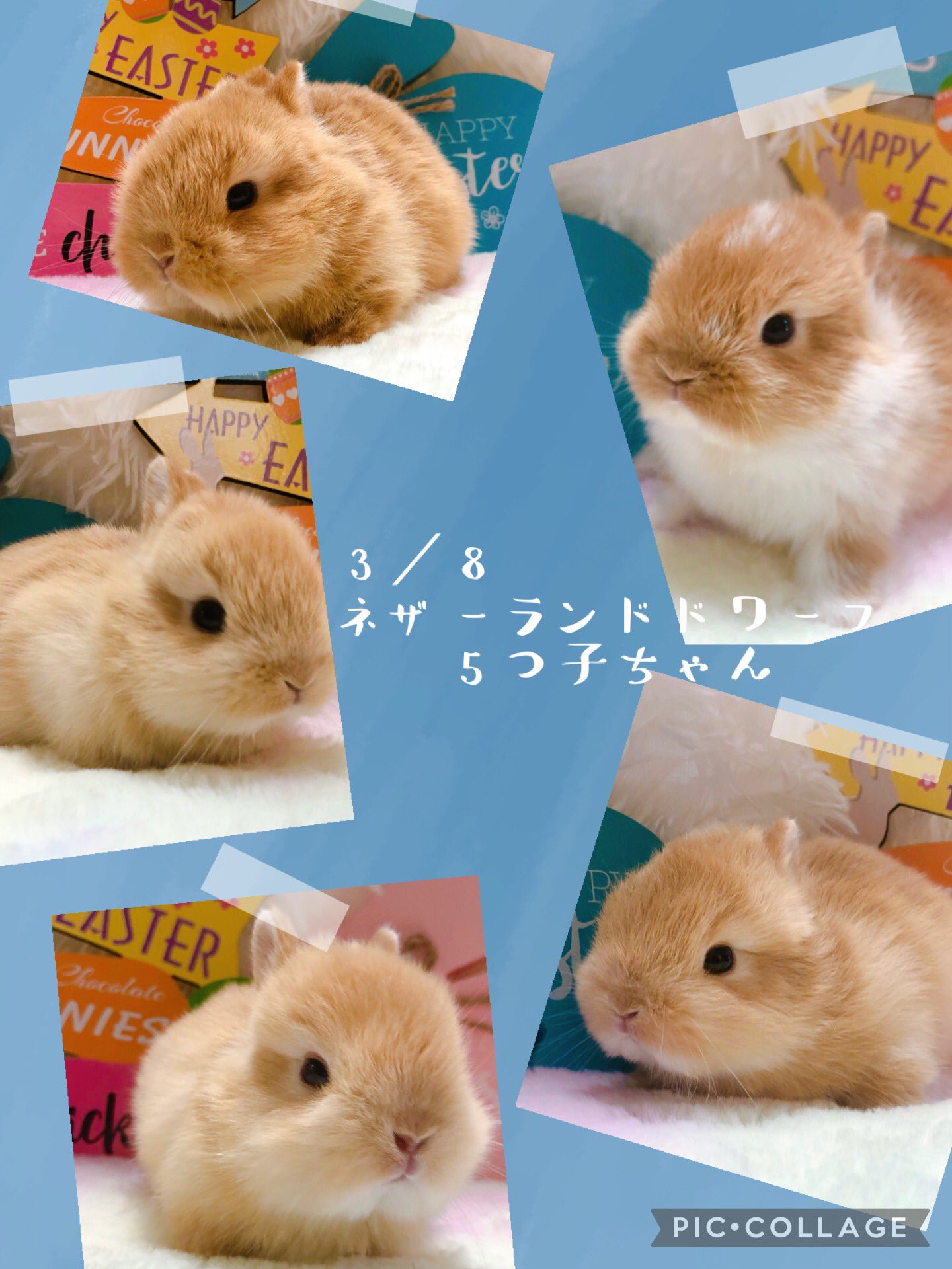 うさぎ専門店うさぎ村 (@usagi_mura) / X うさぎ専門店うさぎ村 (@usagi_mura) / X