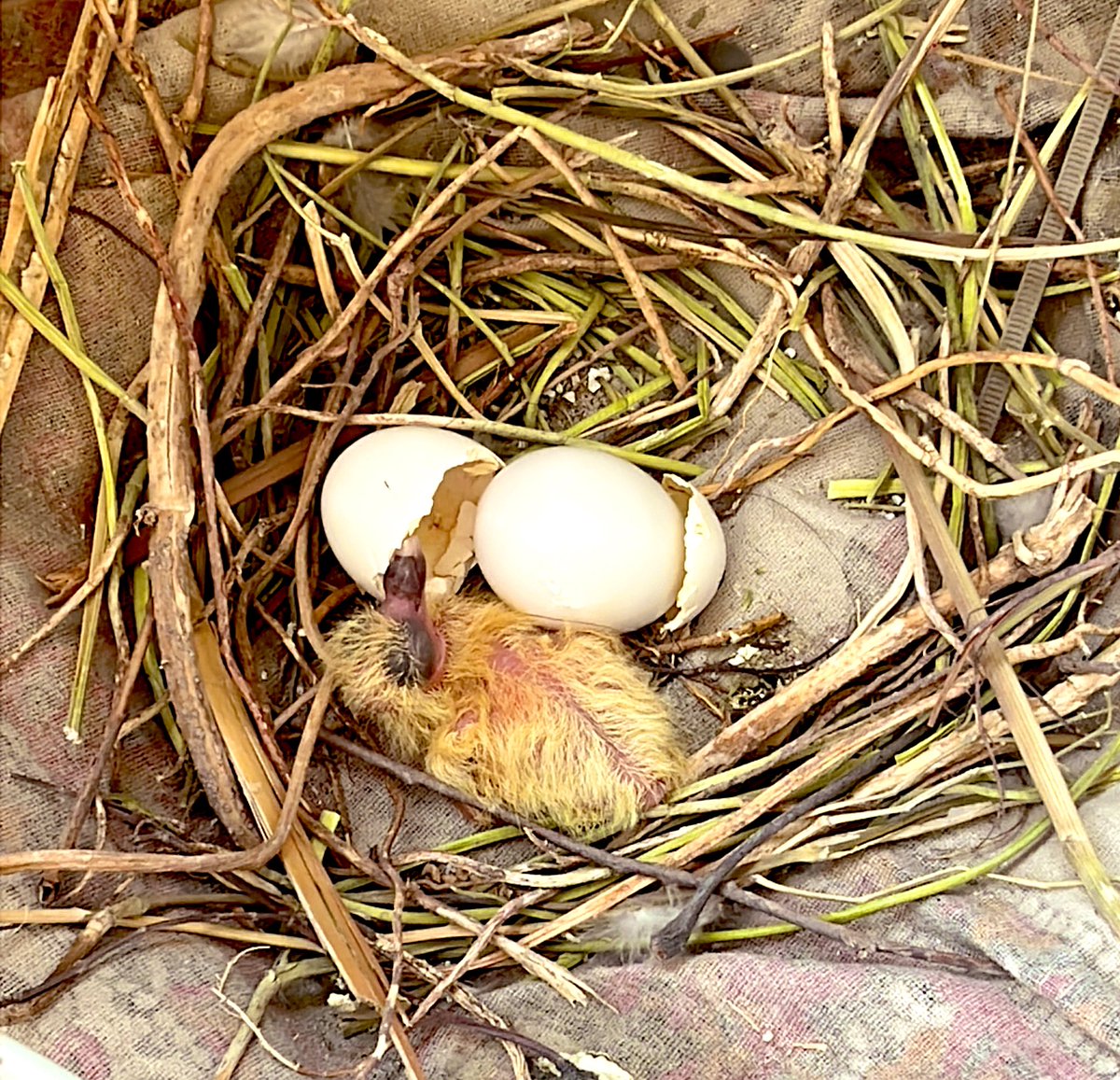 टूटने का मतलब हमेशा ख़त्म होना नहीं होता,  कभी-कभी टूटना ज‍िंदगी का आगाज़ होता है।.
#Rise 
#Welcome to 🌍 
#mynewflatmate