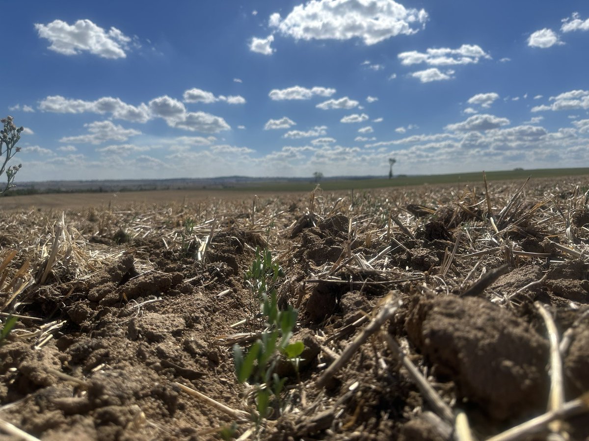 Vetch &amp; Canola @ Cunningar sown into moisture in early March looking forward to the forecasted top up this weekend.
Wheat was also spread pre-sowing in this paddock (for logistics) &amp; it’s definitely looking for rain to start its germination process. 
#GrazingCrops25
#GrowmoreAg