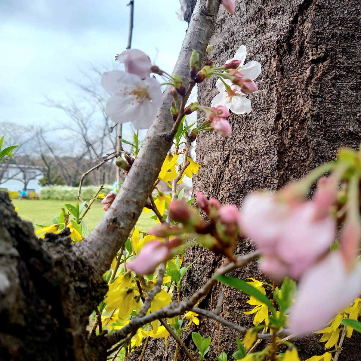 sai_si's tweet photo. 近所の桜がずいぶん開花しました

「春は肝、肝は目に開竅する」
春は目をいたわってください

スマホやPCの見過ぎを止めしっかり睡眠です
血虚を補うレバー、���肉、人参、黒ゴマ、クコの実などドライフルーツもおすすめ https://t.co/hgBLW3qasJ