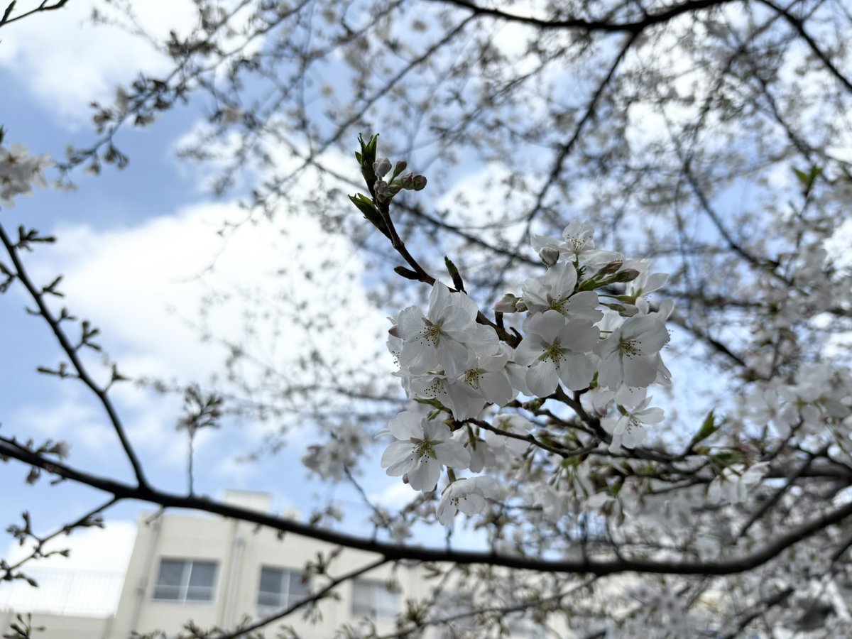 Kohken_CI's tweet photo. 会社前の桜🌸は
もうすぐ満開です！

#広研印刷 #高田馬場 #桜 https://t.co/6f6RUQvOsv