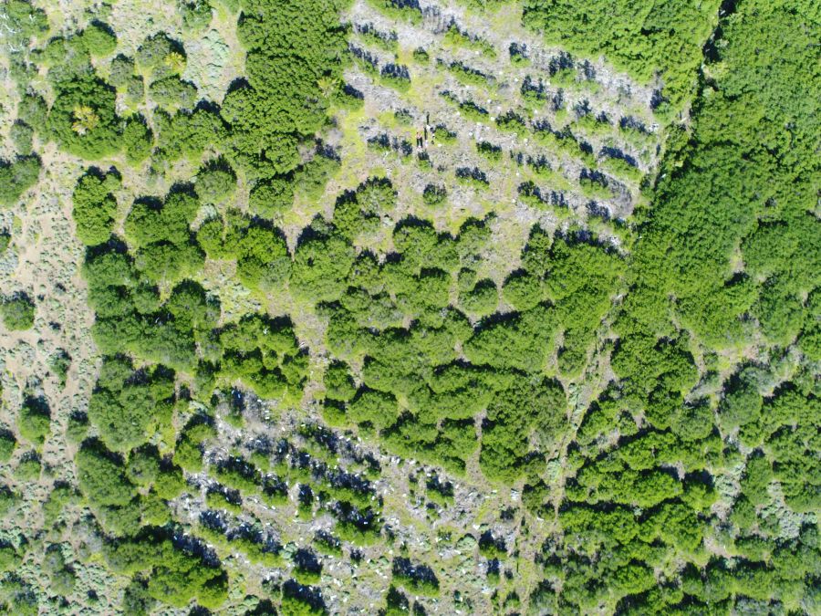 International Journal of Forest Engineering tweet media