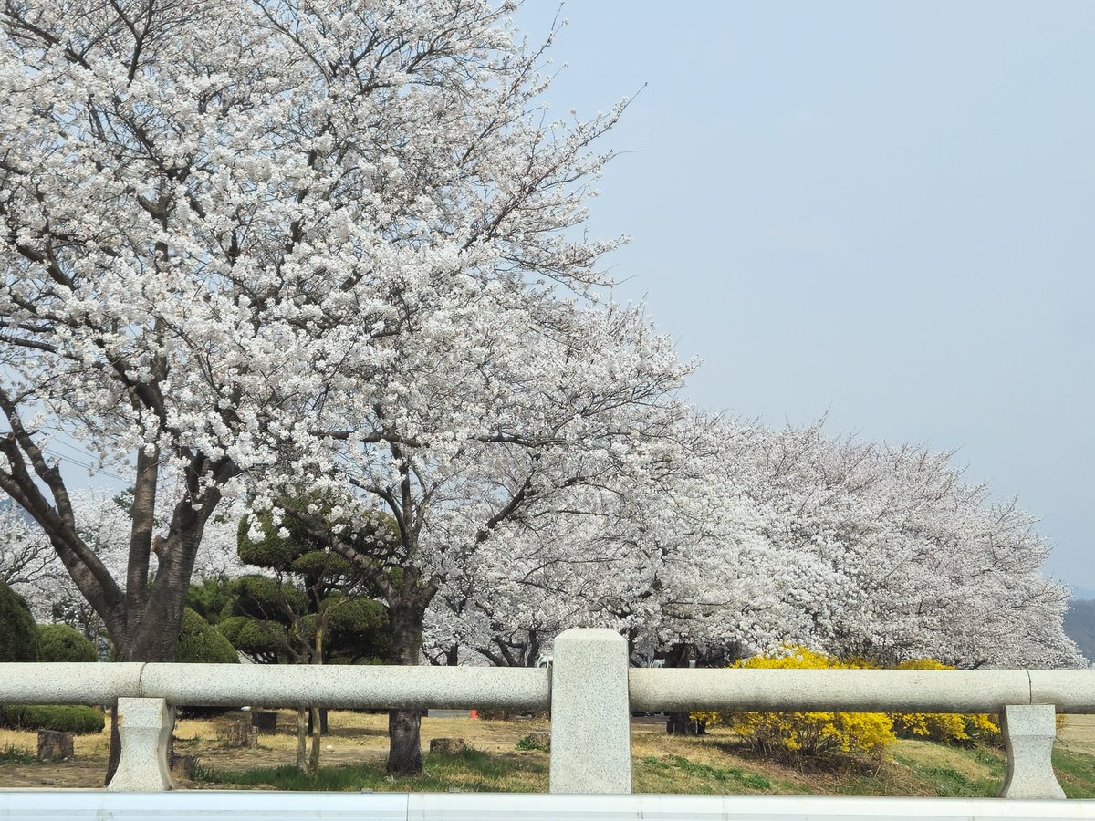 차안에서 바라봤다.

어디는 생사가 왔다갔다하고
어디는 꽃놀이로 차가 밀리고

누군가의
희생과 노력으로
걱정없이 살아감에 
감사한 
하루 하루다.