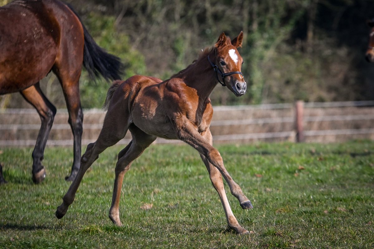 DahlBury | Bloodstock & Racing tweet media