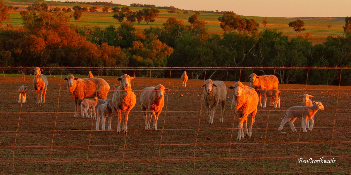 Keep The Sheep.
Help keep all the people in the country towns—the shearers, the truckies, the stockies, the teachers, and the farmers—making these towns a great place to be.