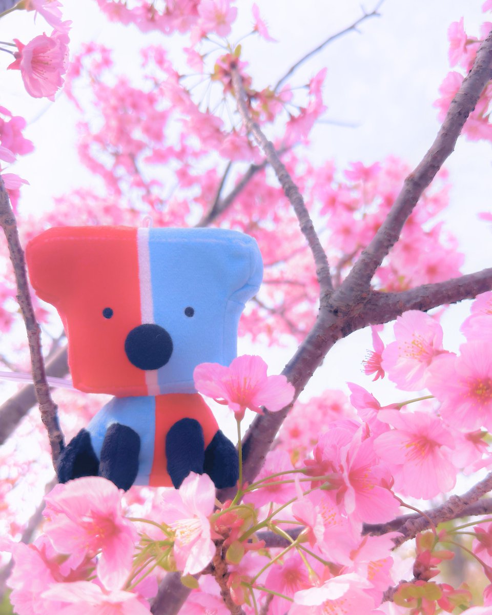 TGG_info's tweet photo. お台場でも桜が咲き始めました！
Cherry blossoms have begun to bloom in Odaiba.
#tokyoglobalgateway #東京都英語村 https://t.co/rc7MWCvEgL