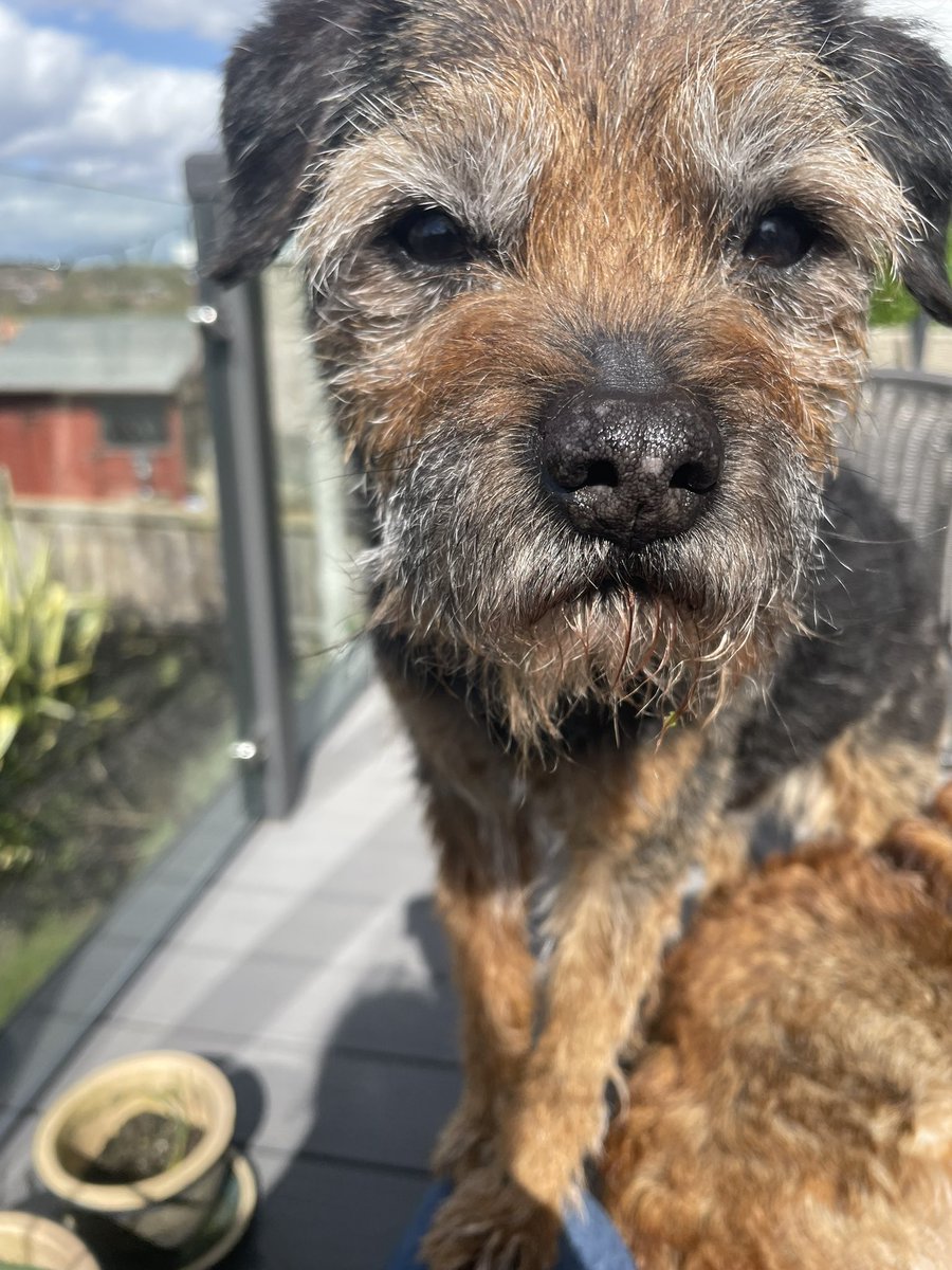 Stanley 🌈 Rufus & Woody tweet media