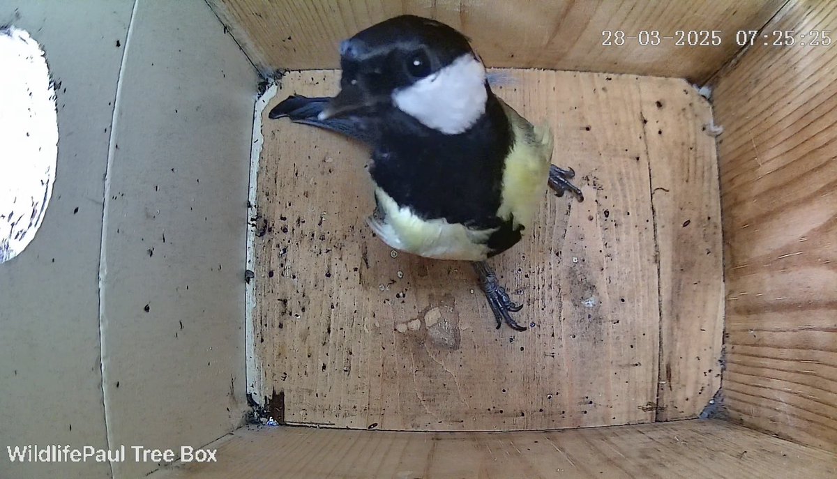 Wildlife Paul tweet media