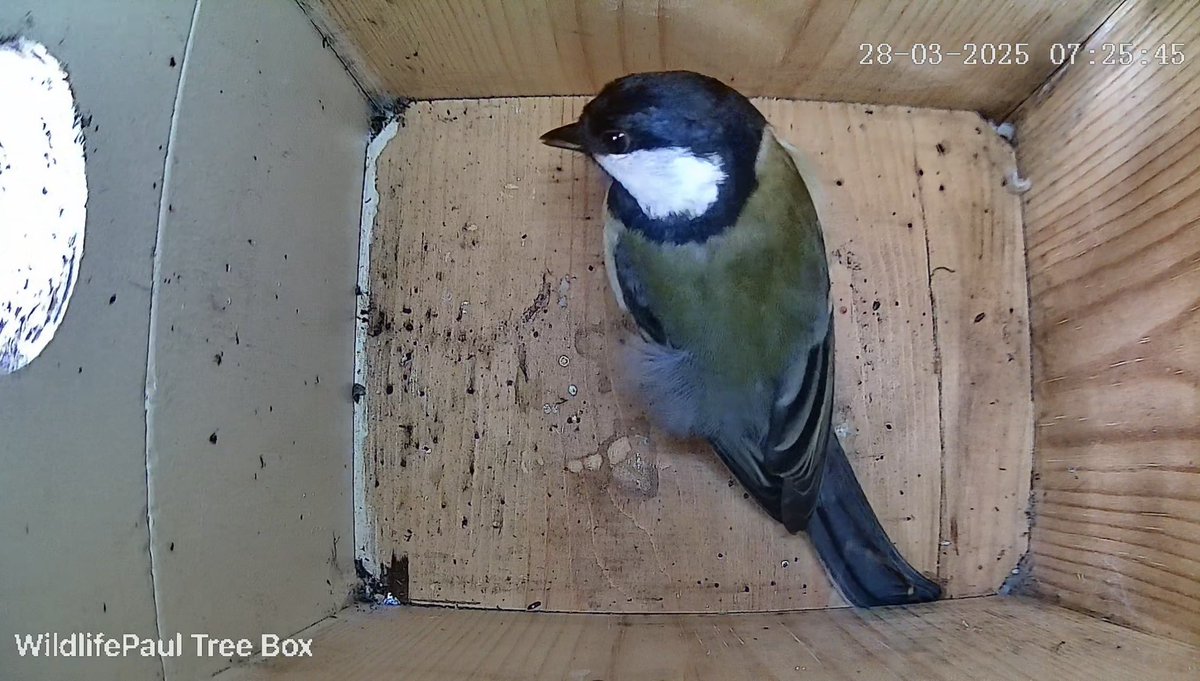 Wildlife Paul tweet media