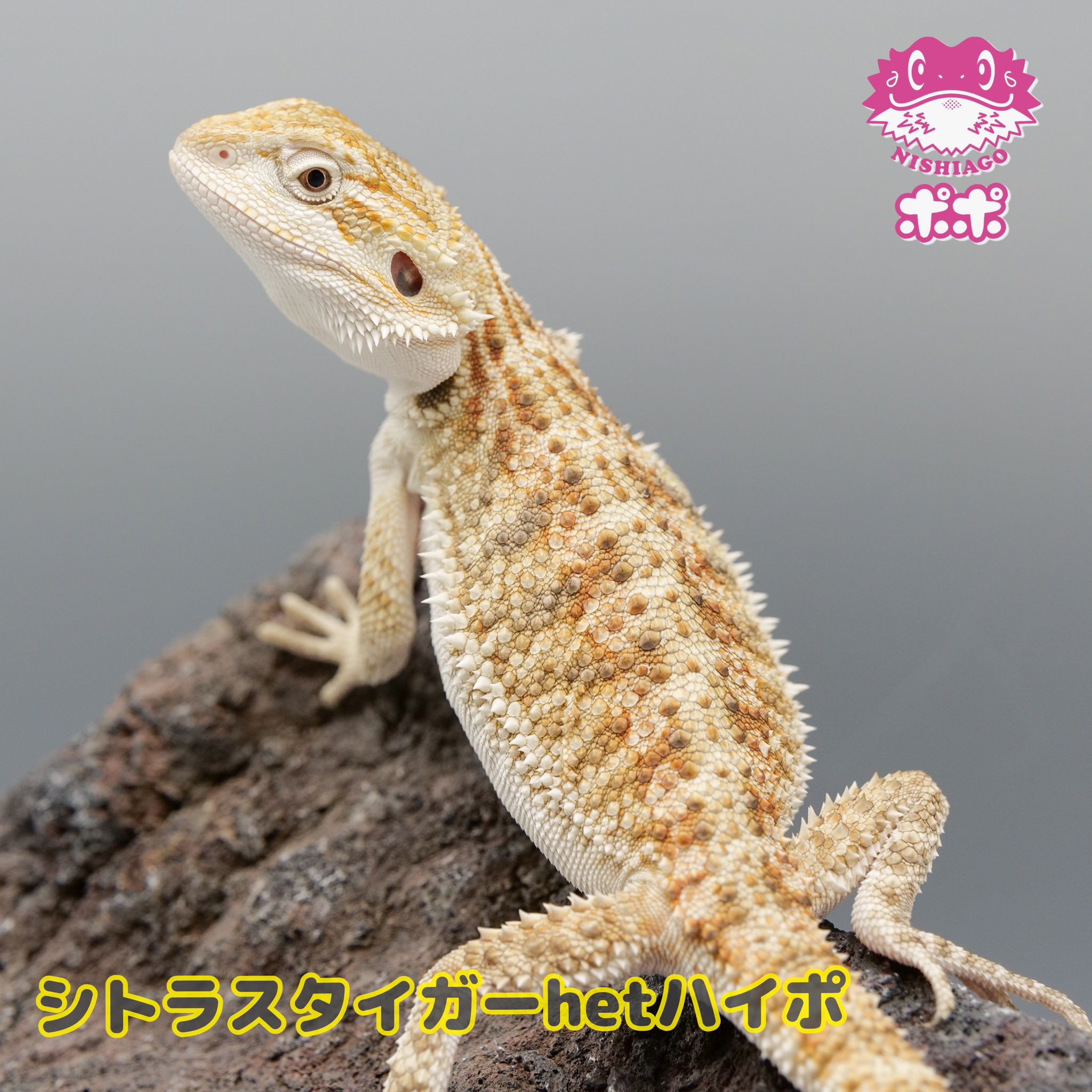 ポポのケージ (@poponocage) / X ポポのケージ (@poponocage) / X