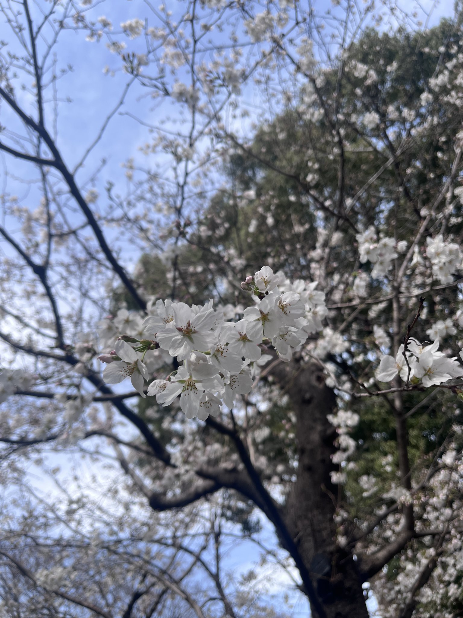 鶴舞公園 on X: 