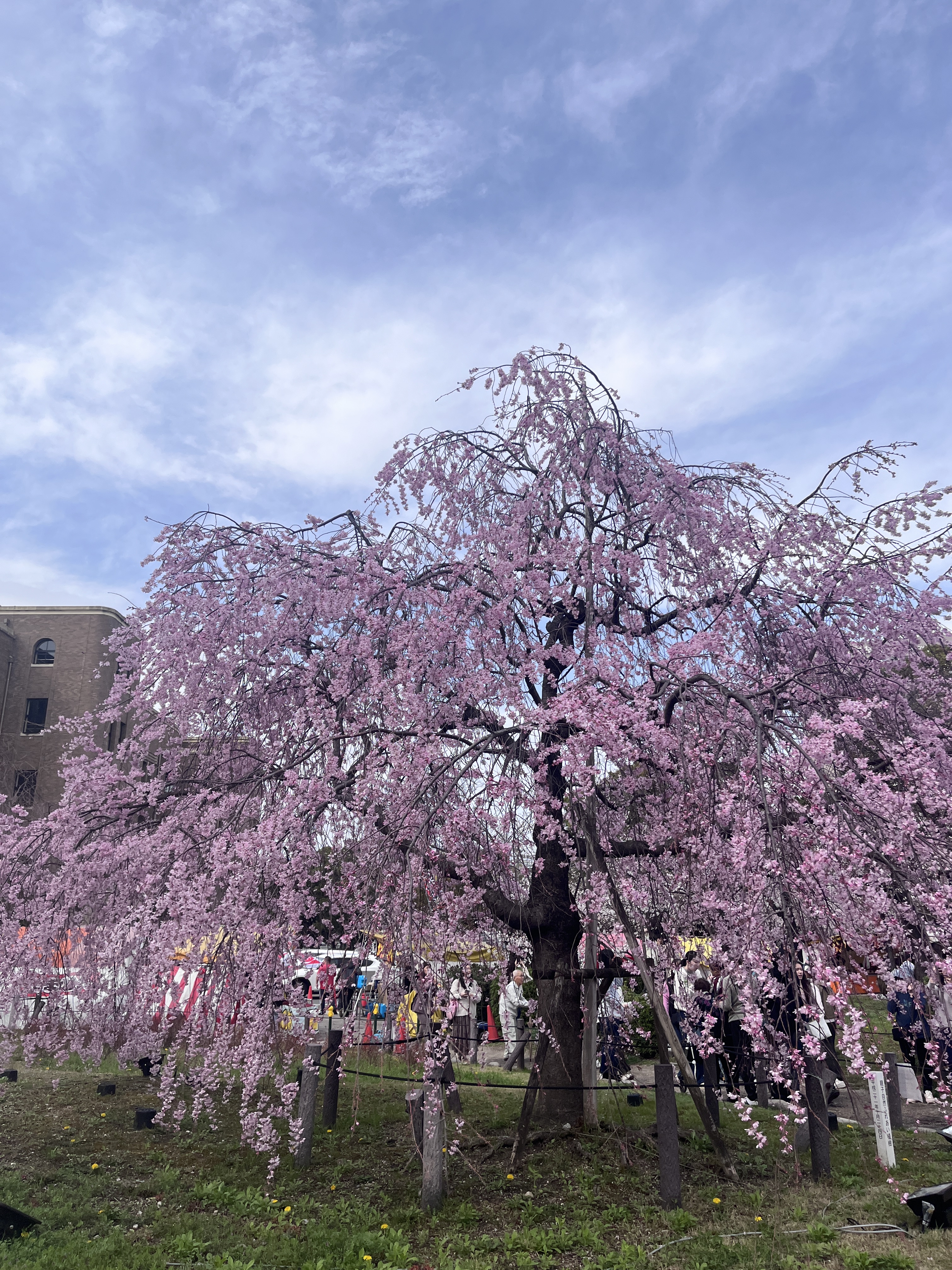 天目鶴首花入れ せと 鶴舞公園 on X: 